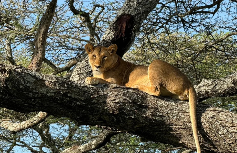 Bērnības sapnis – Tanzānijas dabas parki (Serengeti, Ngorongoro un Tarangine)