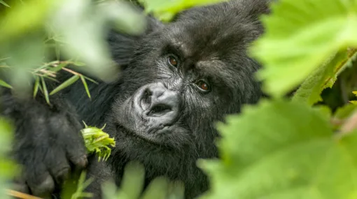 Jaunums! Atklājam Ruandu – jeb katram savu gorillu!